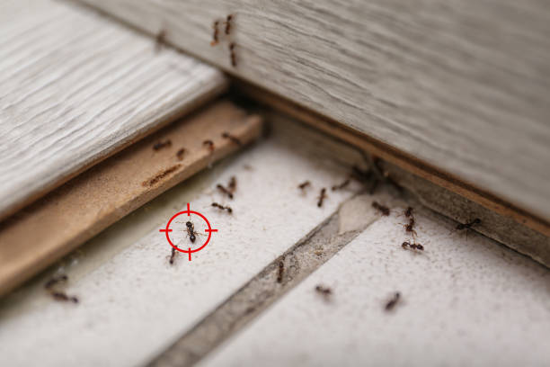 Best Emergency Pest Control  in Zwolle, LA