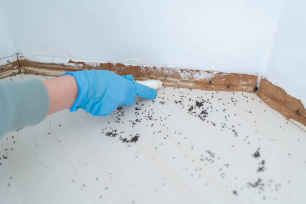 Best Pest Removal Services  in Zwolle, LA